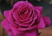 unknow artist Realistic Purple Rose